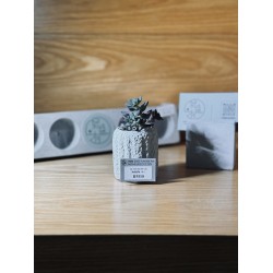 Succulent + cement pot B多肉植物+水泥盆 (小）